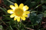 11th Mar 2014 - The first celandine in our garden