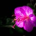 Wild Geranium Bloom by vignouse