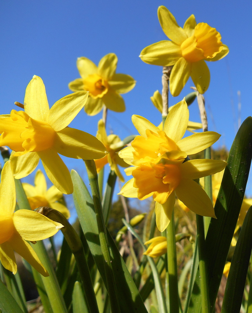 Daffodil's....  by snowy