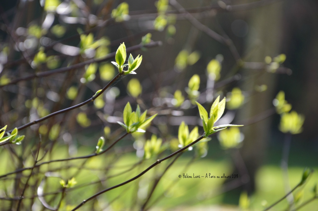 Spring is there! #2 by parisouailleurs