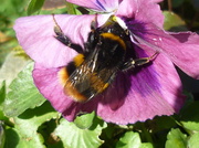 11th Mar 2014 - Bumble Bee