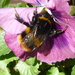 Bumble Bee by countrylassie