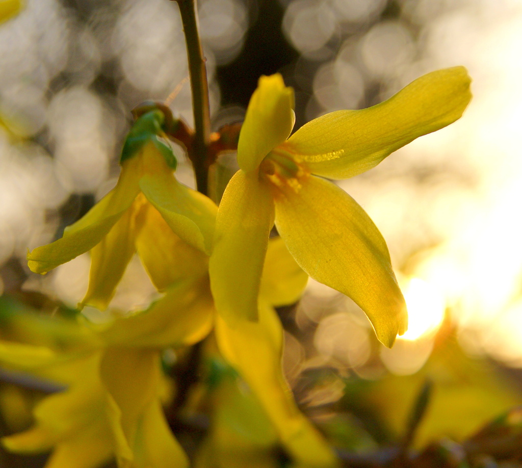 Sunny Yellow Forsythia by filsie65