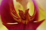 12th Mar 2014 - orchid 