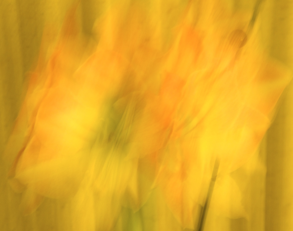 Amaryllis - ICM 2-5 by houser934