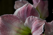 8th Feb 2014 - Amaryllis on Black 2-8