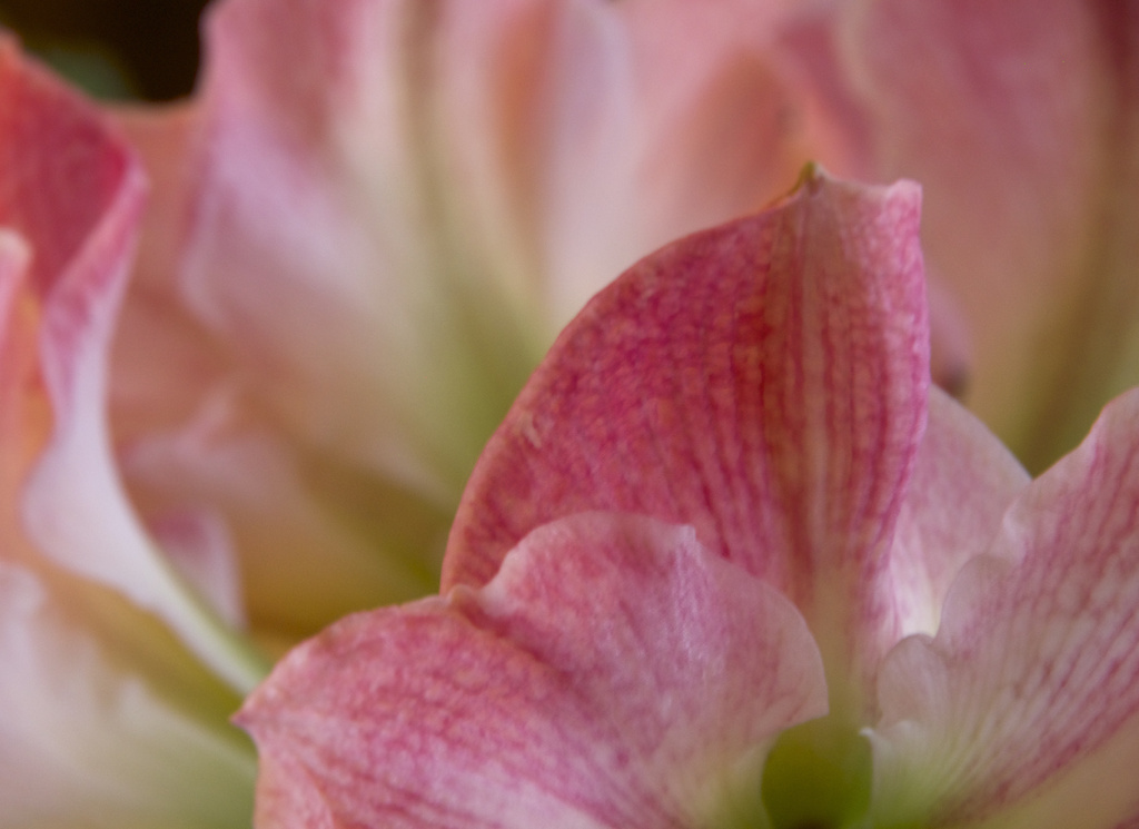 Amaryllis Pink 2-6 by houser934