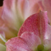 Amaryllis Pink 2-6 by houser934