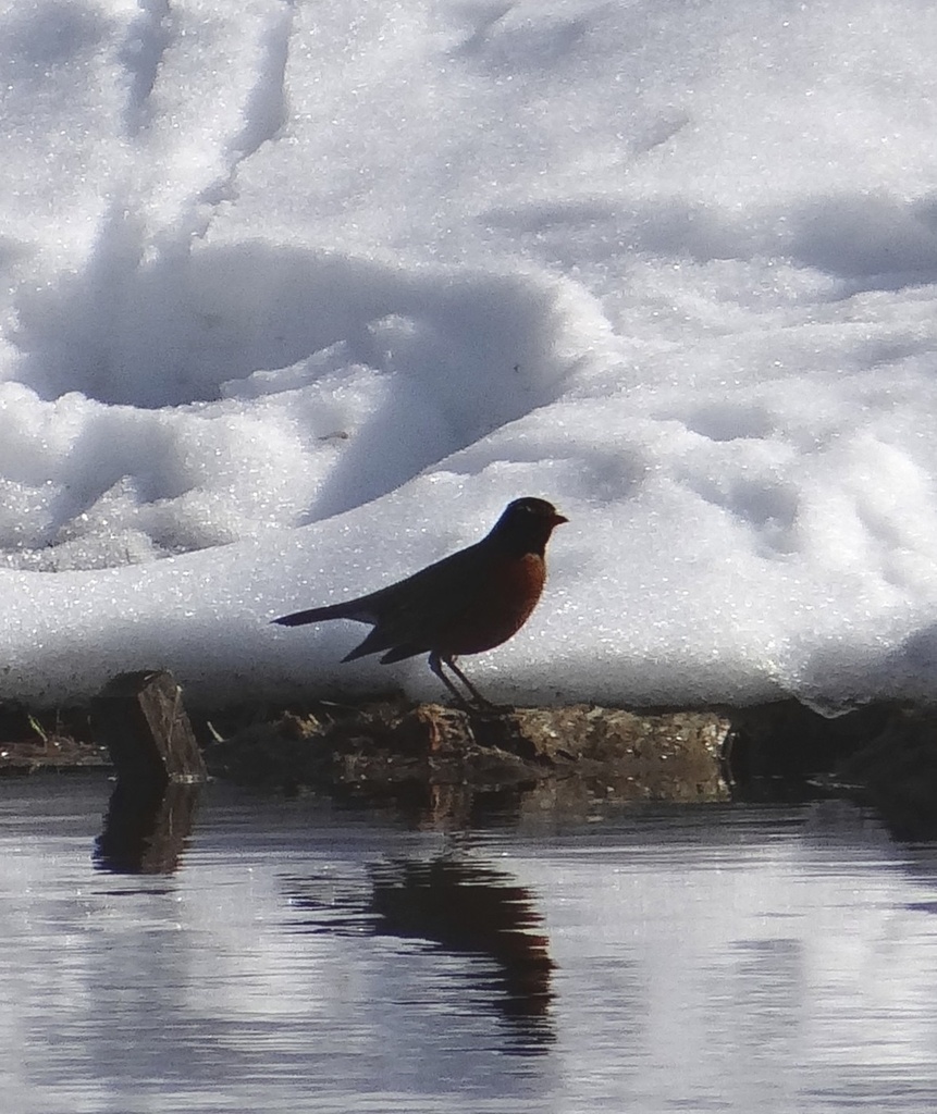 Robin on a snowy bank by annepann