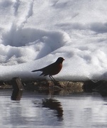 11th Mar 2014 - Robin on a snowy bank