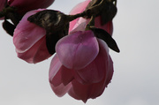 9th Mar 2014 - Magnolia Blossoms
