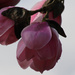 Magnolia Blossoms by nanderson