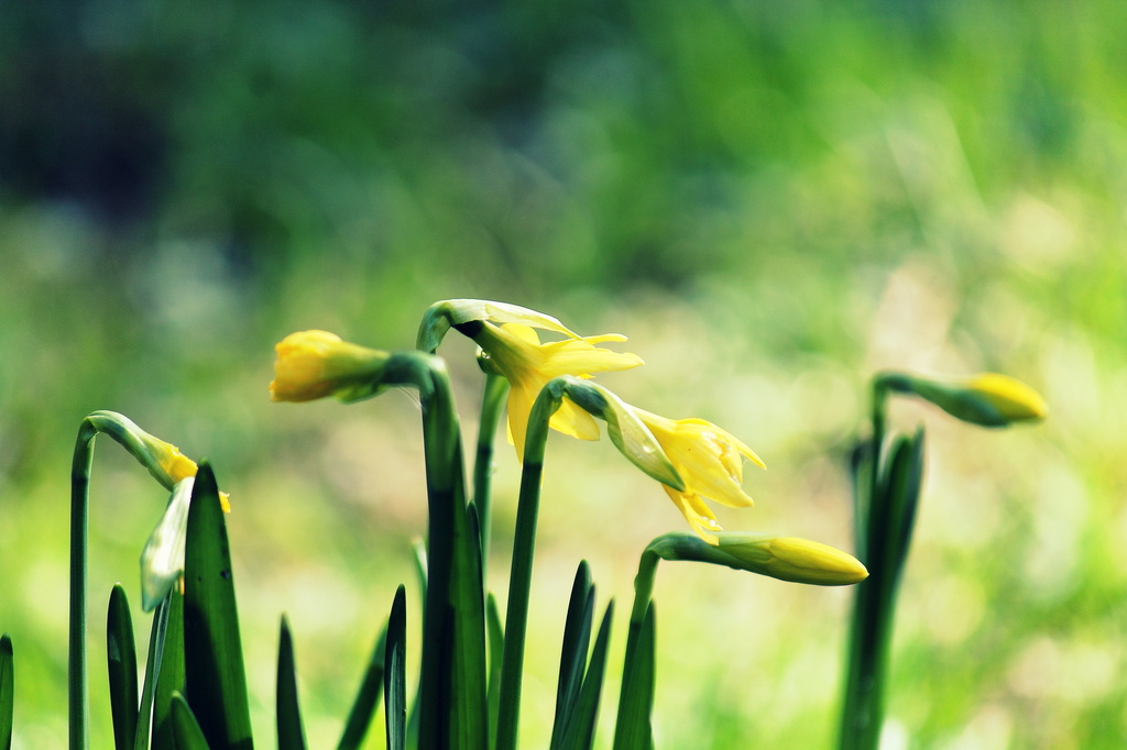 Daffodils and bokeh by jankoos