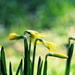 Daffodils and bokeh by jankoos