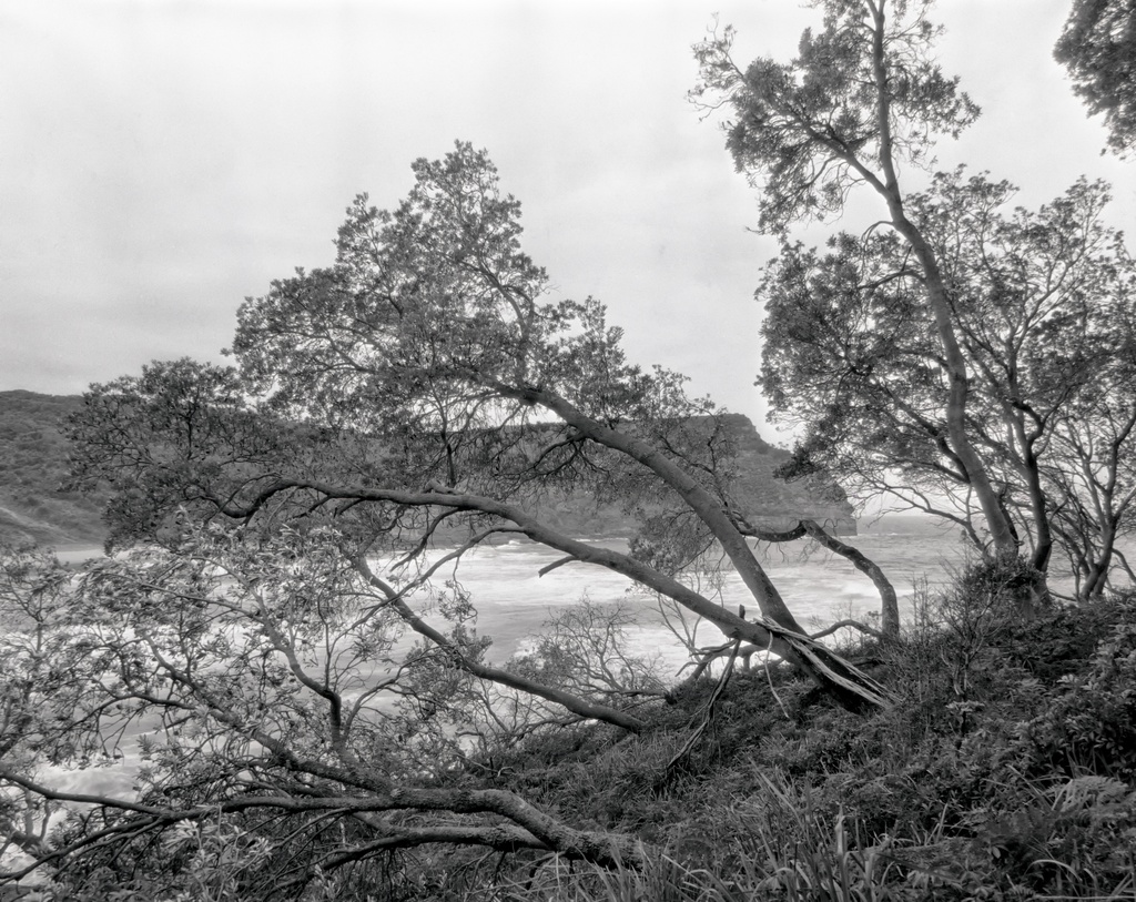 Bracken, lomandras and banksias by peterdegraaff