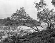 12th Mar 2014 - Bracken, lomandras and banksias