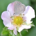 Precious Little Butterfly on Strawberry Blossom by gigiflower