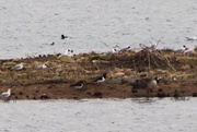 8th Mar 2014 - Oystercatchers