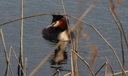 8th Mar 2014 - Great Crested Grebe