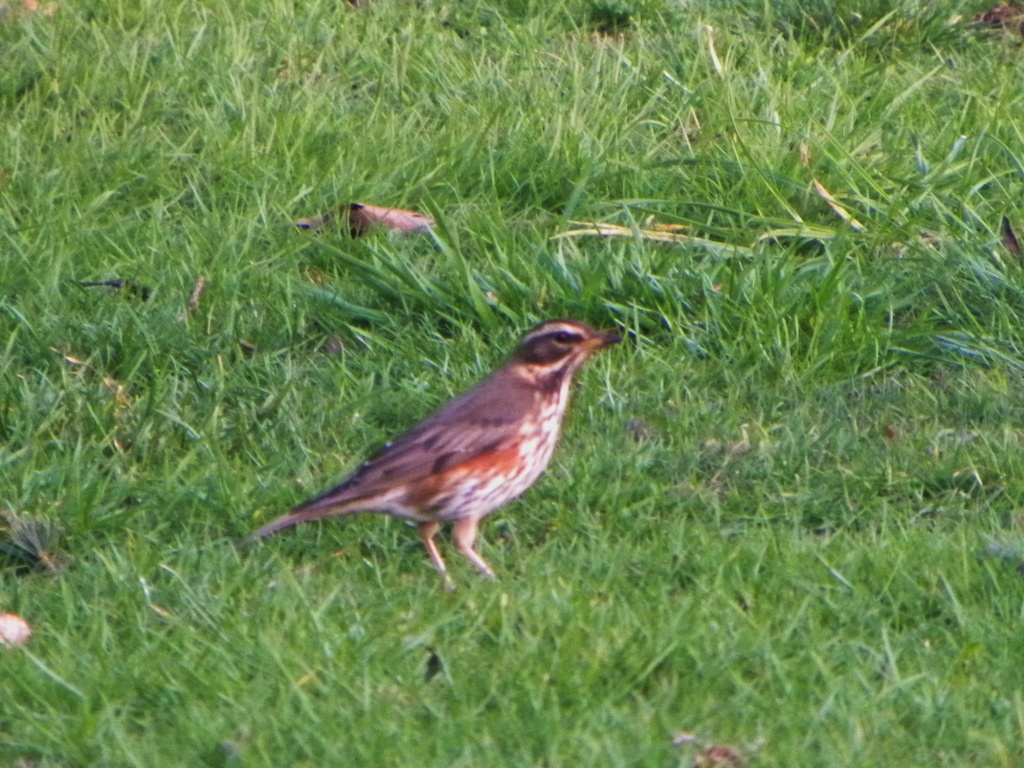 Redwing by oldjosh