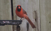 12th Mar 2014 - Mr Cardinal's back in town