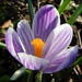Crocus in the sunshine by fishers