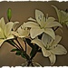 Lilies by peggysirk