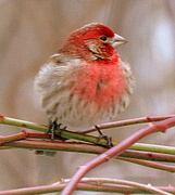 12th Mar 2014 - Red Finch visitor!