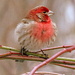 Red Finch visitor! by homeschoolmom