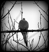 9th Mar 2014 - Pigeon or Dove?