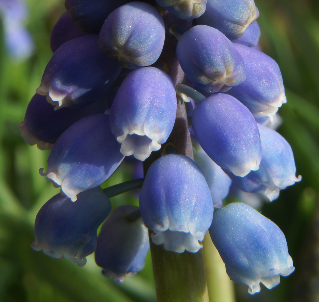 Muscari Close Up by pcoulson