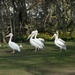 Pelicans by mattjcuk