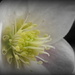 Another Hellebore by judithdeacon