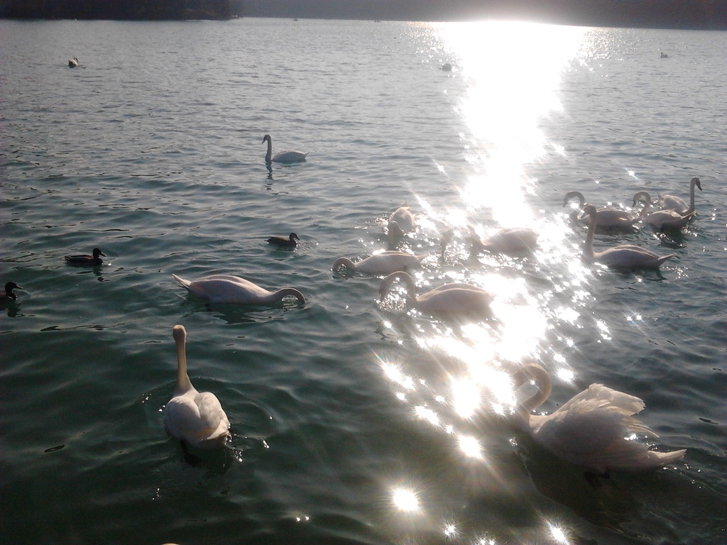 swan party by zardz