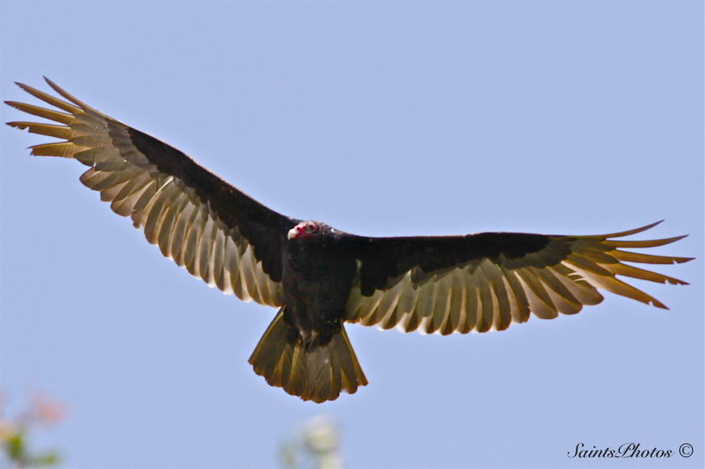 Turkey Vulture by stcyr1up