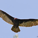 Turkey Vulture by stcyr1up