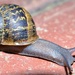 Garden snail by dianeburns