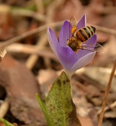 12th Mar 2014 - spring bee