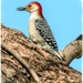 Red Bellied Woodpecker by bluemoon