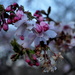 Cherry Blossom by andycoleborn