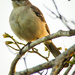 Baby Mockingbird by danette