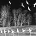 Birds Of A Feather by digitalrn