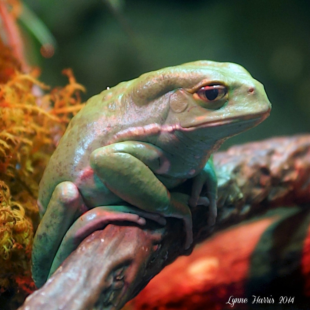 Frog? by lynne5477