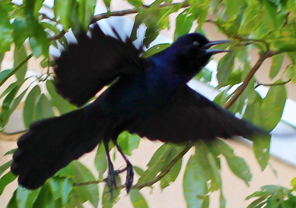 Blackbird by hondo