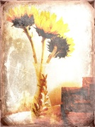 12th Mar 2014 - Sunflowers