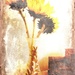 Sunflowers by olivetreeann