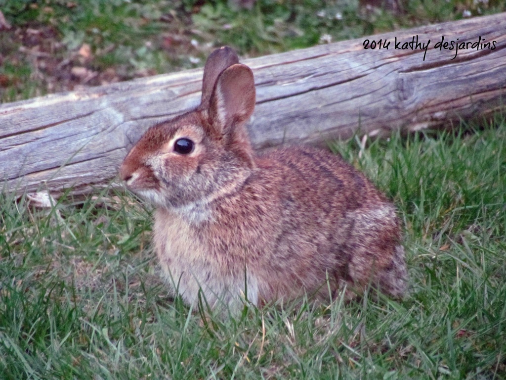 Wild rabbit by kathyo