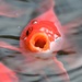 A goldfish called JAWS! by gigiflower
