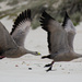 Cape Barren Geese by flyrobin