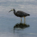 White faced heron (I think) by flyrobin